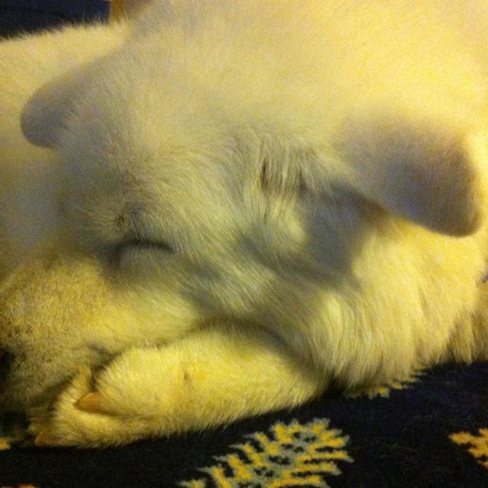 Meet your Posher, Lauren